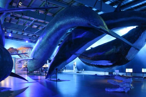 a group of whales are swimming in a museum .