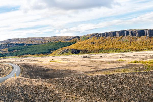 Forêt de pins verts dans un paysage islandais paisible