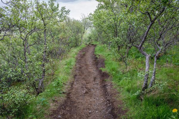 Trail path to Hundafoss and Svartifoss waterfalls in Skaftafell National Park, Iceland
