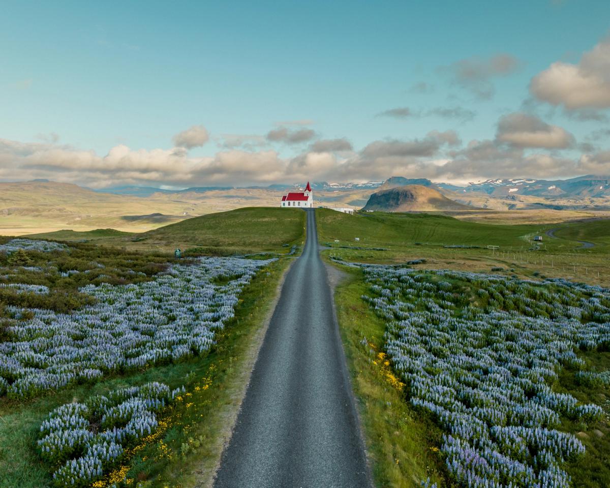 an aerial view of a road leading to a church in the middle of a field of flowers .