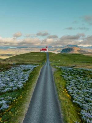 an aerial view of a road leading to a church in the middle of a field of flowers .