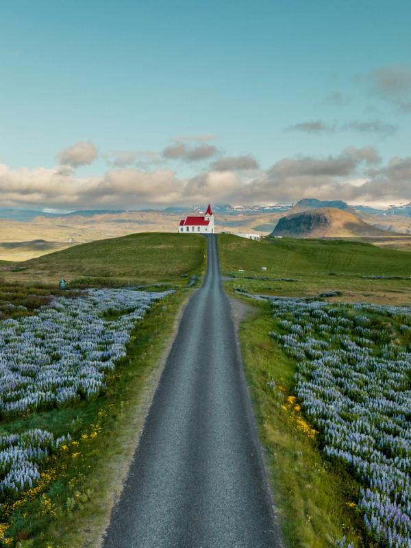 an aerial view of a road leading to a church in the middle of a field of flowers .
