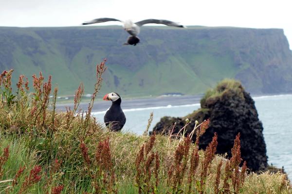 a puffin is sitting on top of a grassy hill next to the ocean .