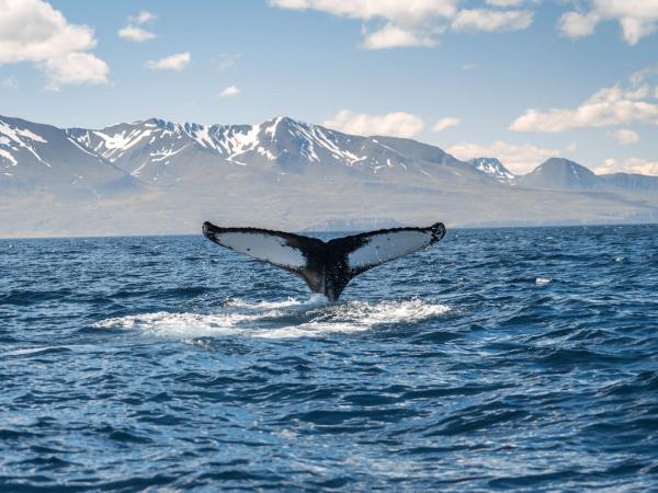 Whale diving near Husavik