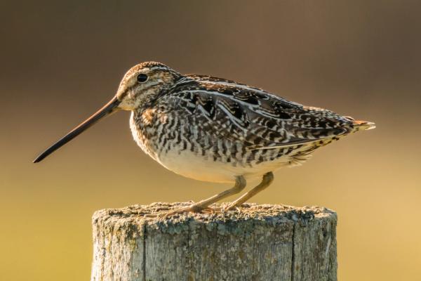 Pequeño pájaro marrón con el pico largo encima de un poste de madera