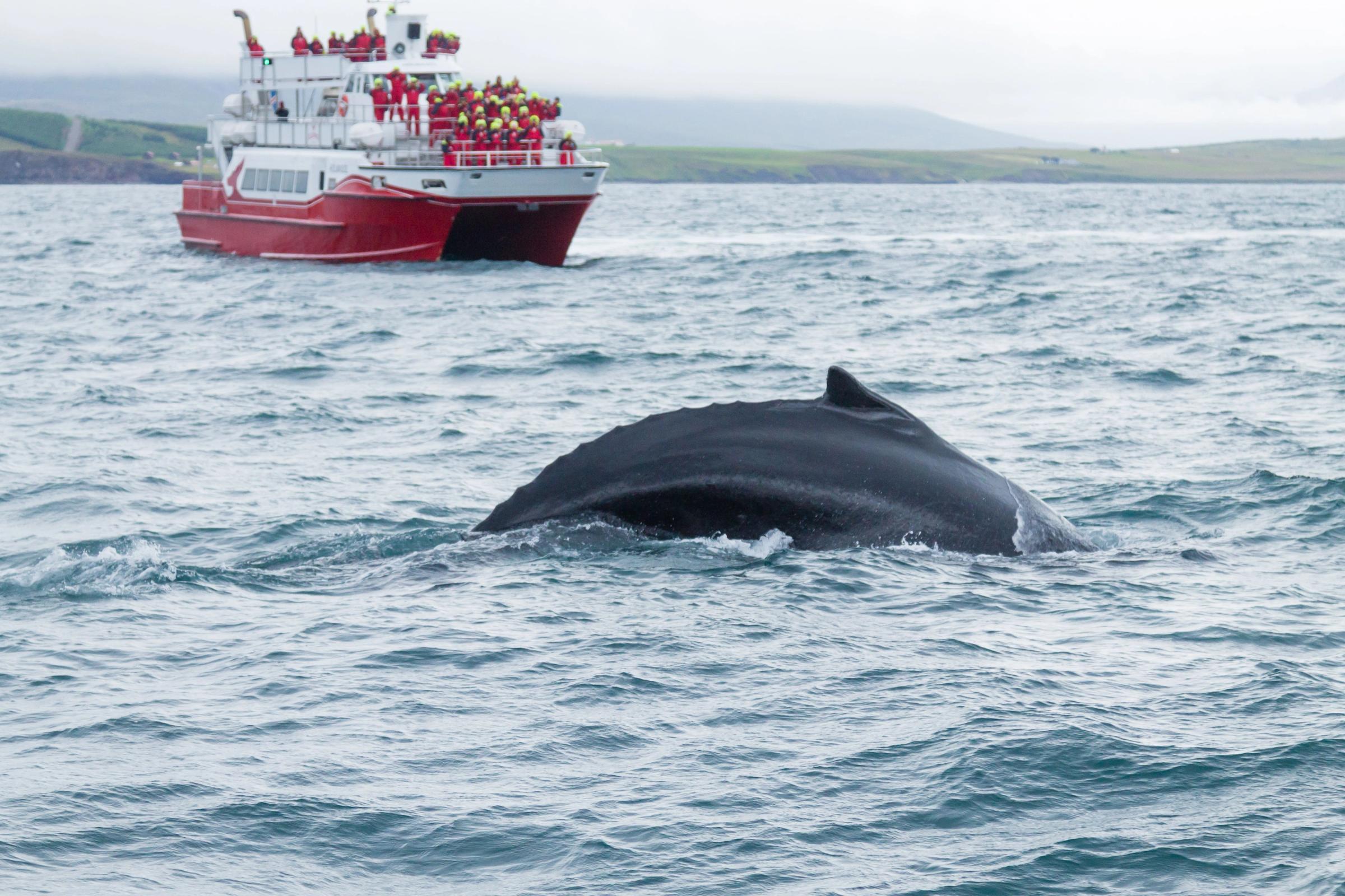 Ballena avistada en un tour en Islandia