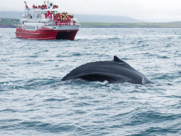 Whale watching from Akureyri, Iceland.