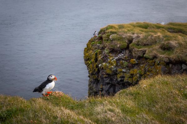 A puffin stands on a grassy cliff overlooking the ocean, with another puffin on a distant cliff.
