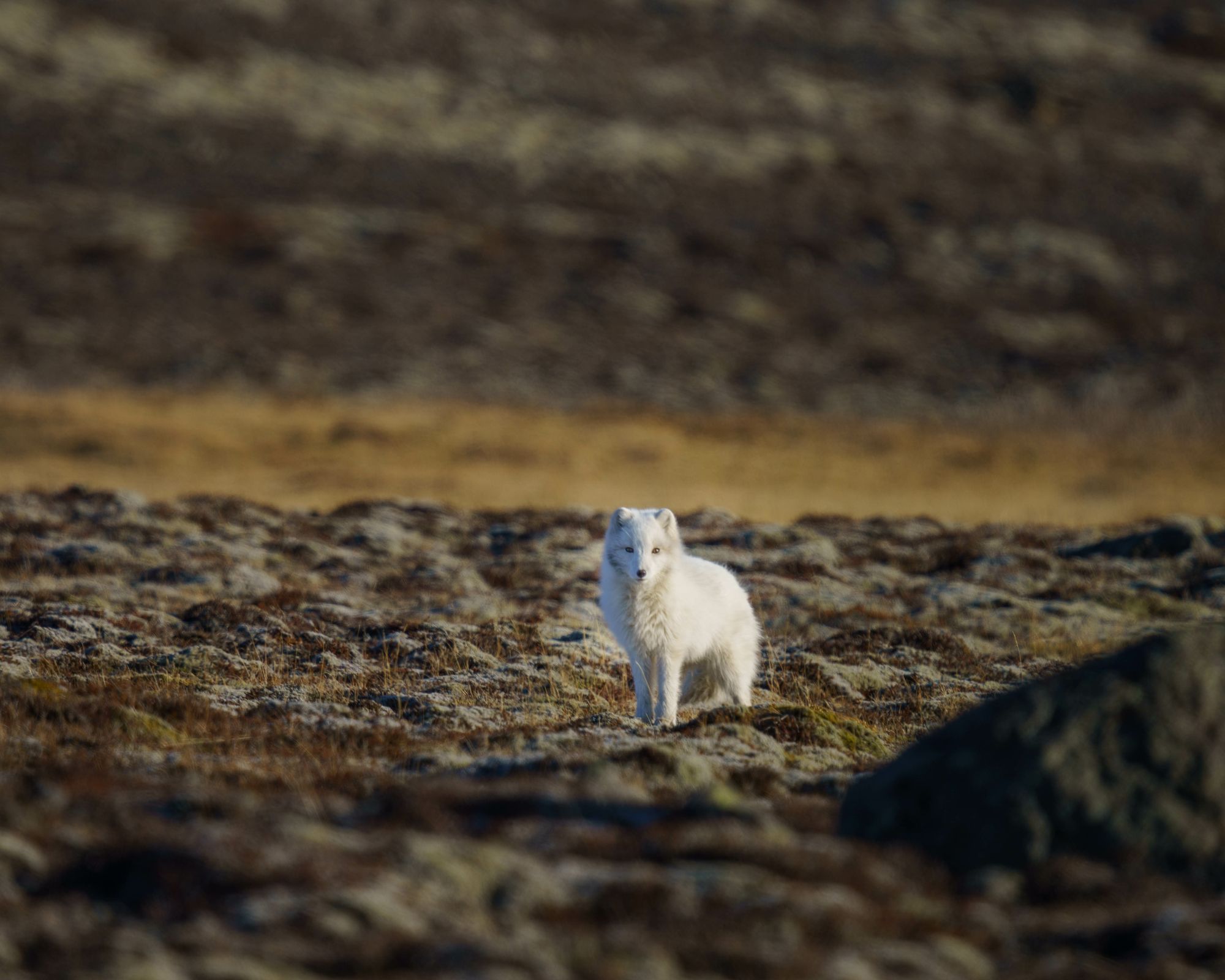 Zorro Ártico blanco en Islandia