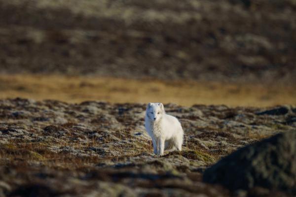 Zorro Ártico blanco en Islandia