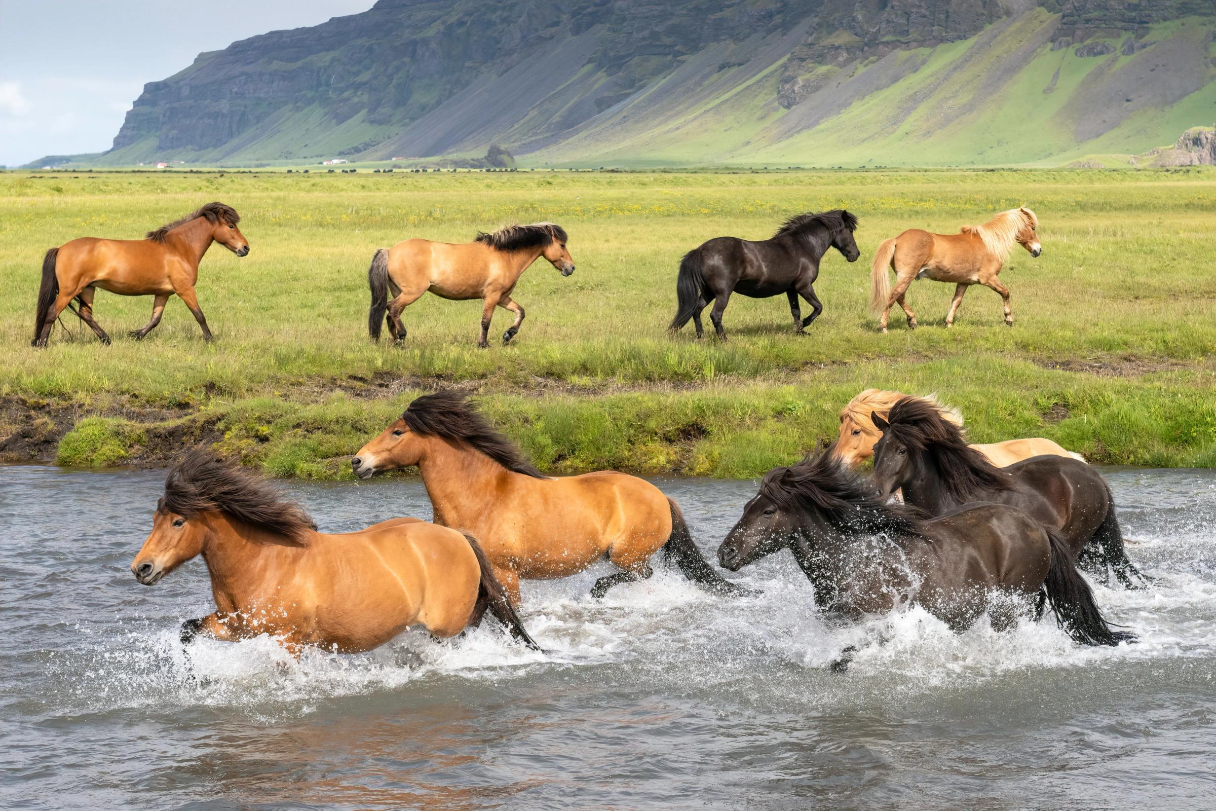 a herd of horses are running through a river .