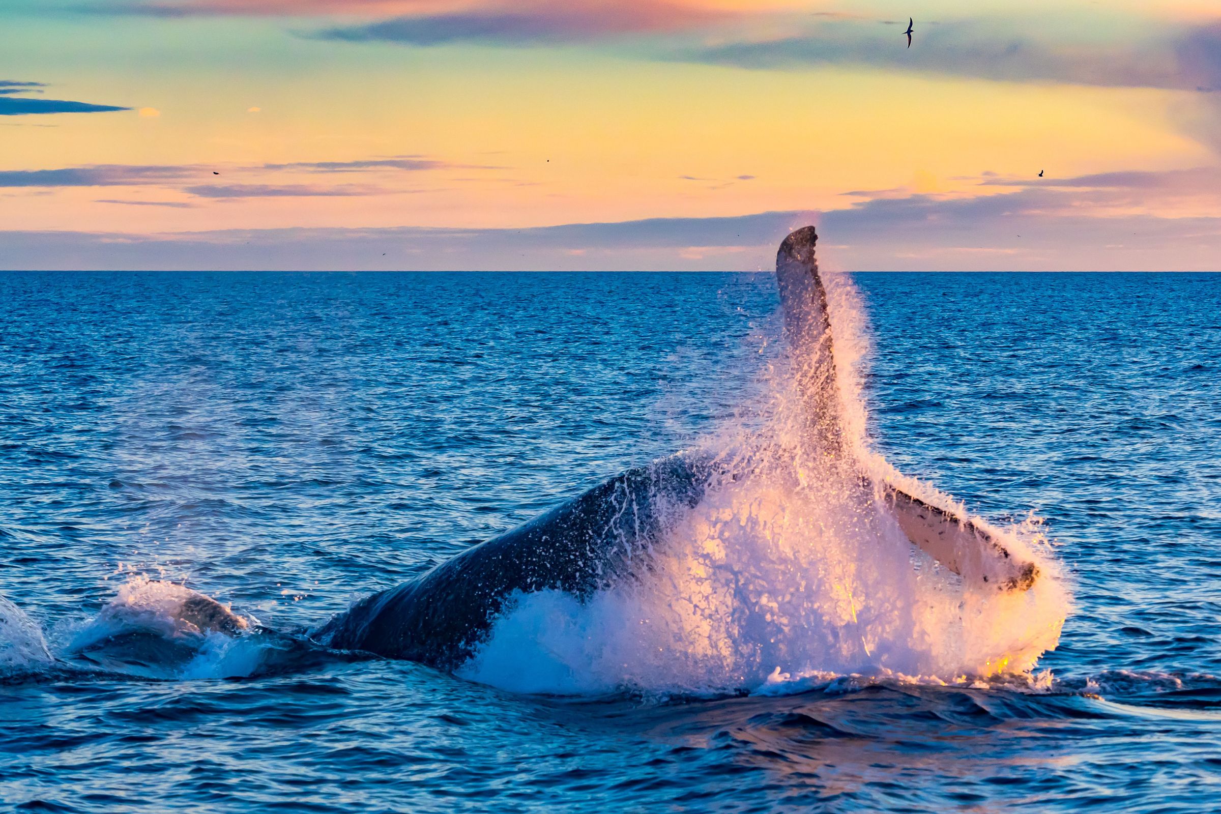 Whale jumping out of the water