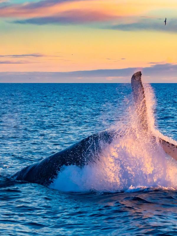Humpback whale breaching at sunset.
