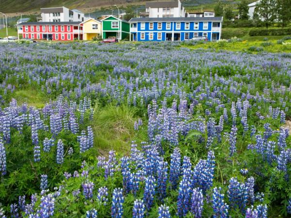 campo de flores silvestres moradas con casas de colores al fondo