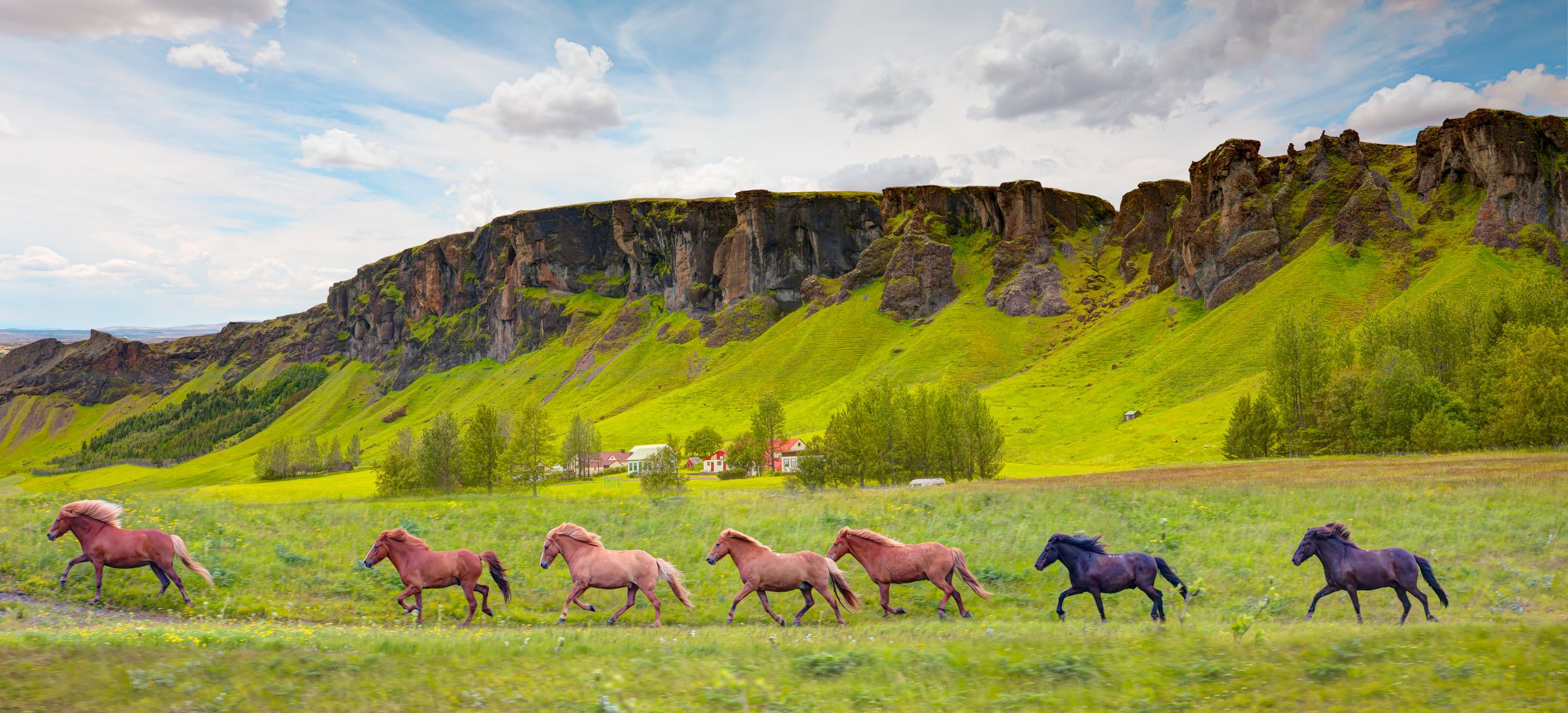 a herd of horses are running in a field with mountains in the background .