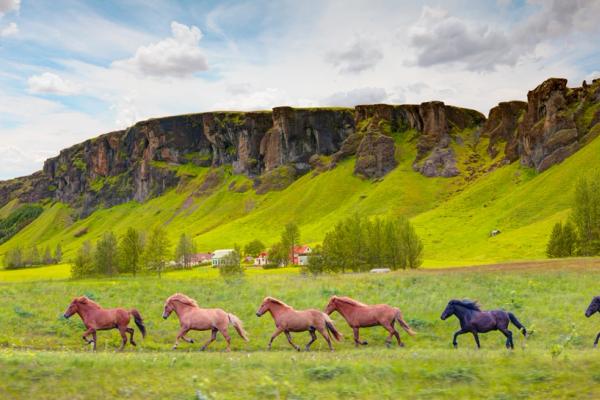 a herd of horses are running in a field with mountains in the background .