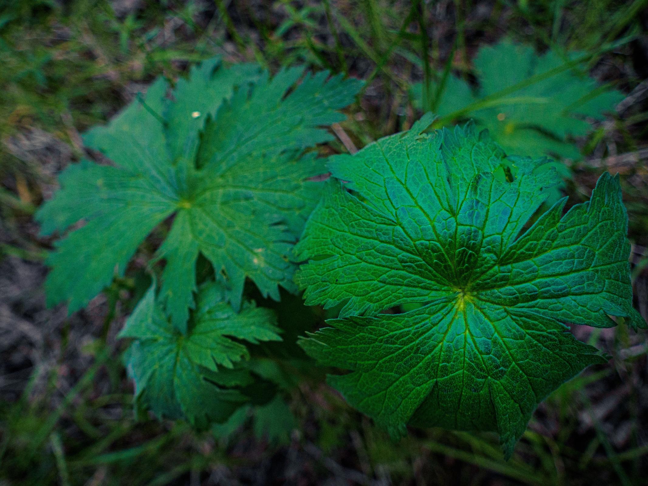 Varias hojas de un verde super intenso