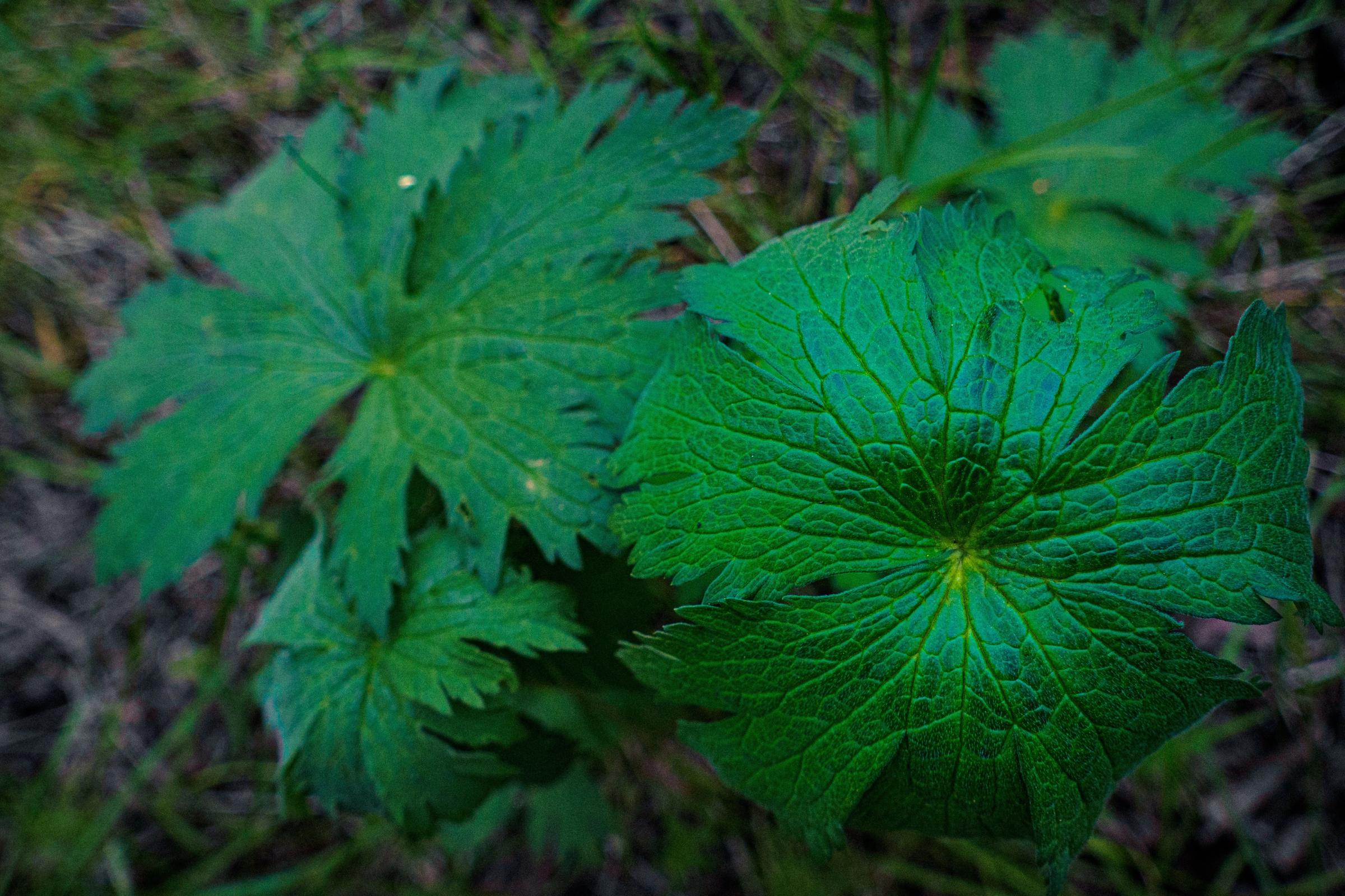 Varias hojas de un verde super intenso