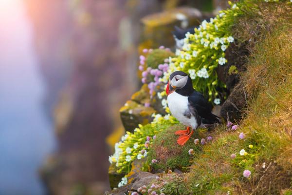 a puffin is perched on a rock surrounded by flowers in iceland.