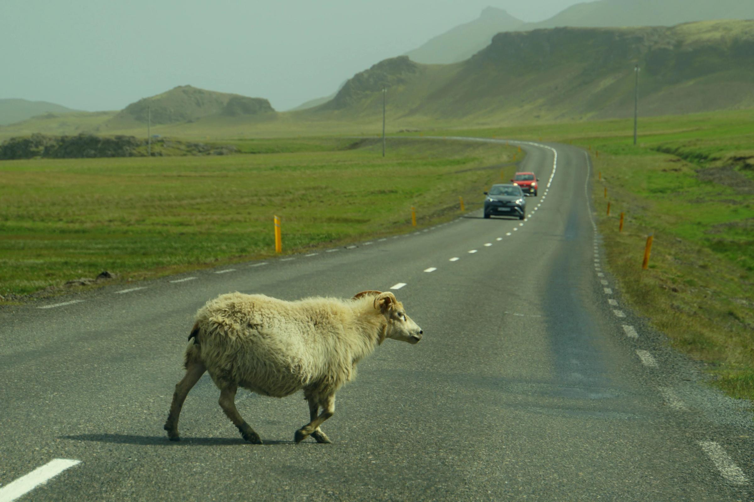 An unexpected encounter: Sheep taking a leisurely stroll across an Icelandic road A group of sheep crossing a rural road in the scenic landscapes of Iceland