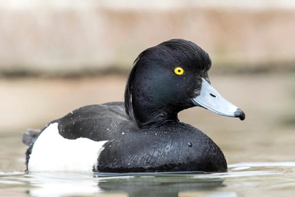 Pato negro y blanco con los ojos amarillos en el agua