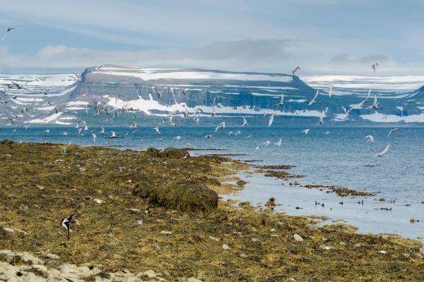 a flock of seagulls are flying over a rocky beach near the ocean .