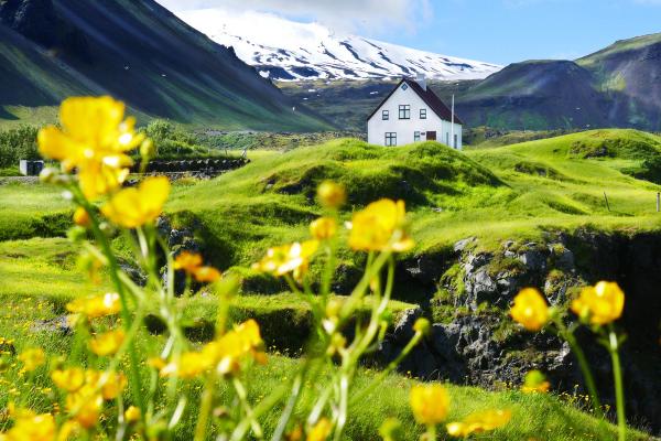 flores amarillas con una casa blanca rodeáda de colinas verdes y una montaña nevada al fondo