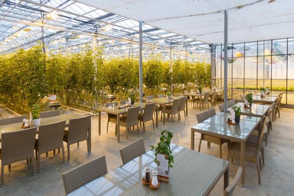 hay muchas mesas y sillas en el invernadero.