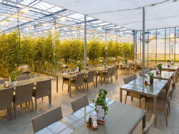 Dining tables set within a bright greenhouse, surrounded by rows of tall green plants.