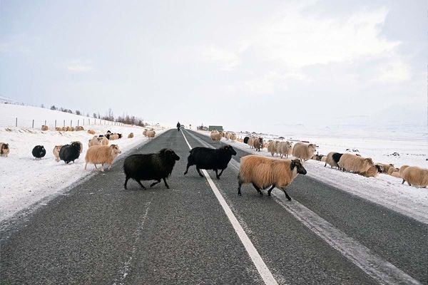 Sheep iceland