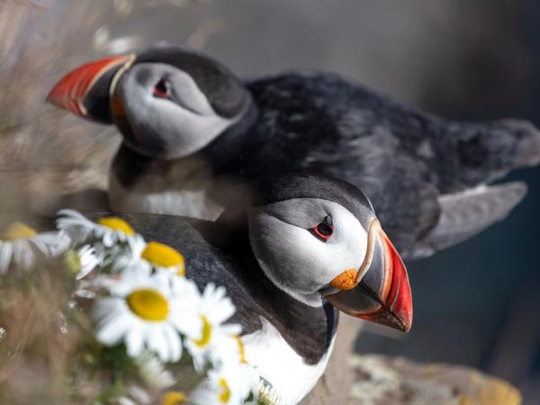 dos frailecillos están sentados uno al lado del otro sobre una roca .