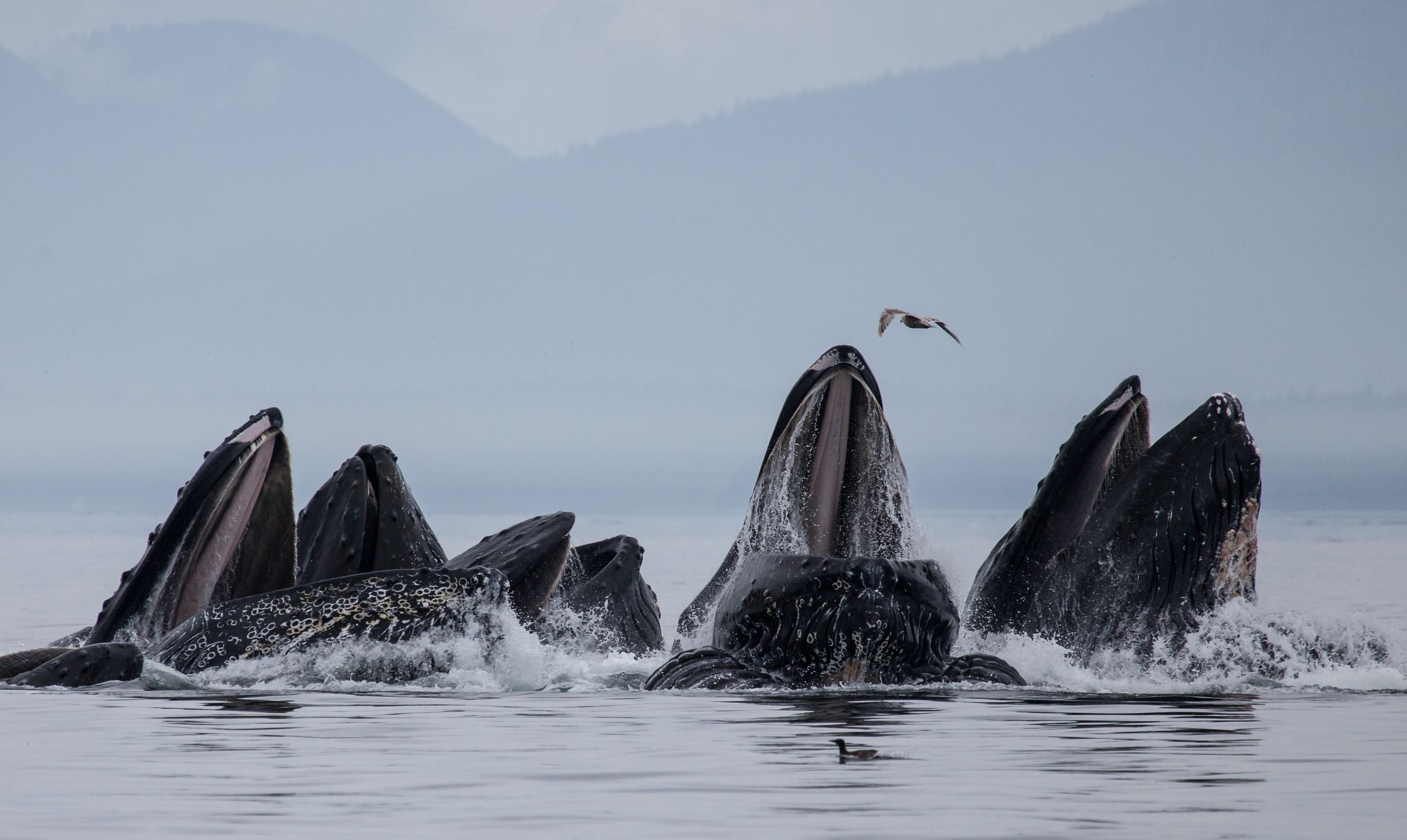 a group of whale with their mouth opened and partially out of the water