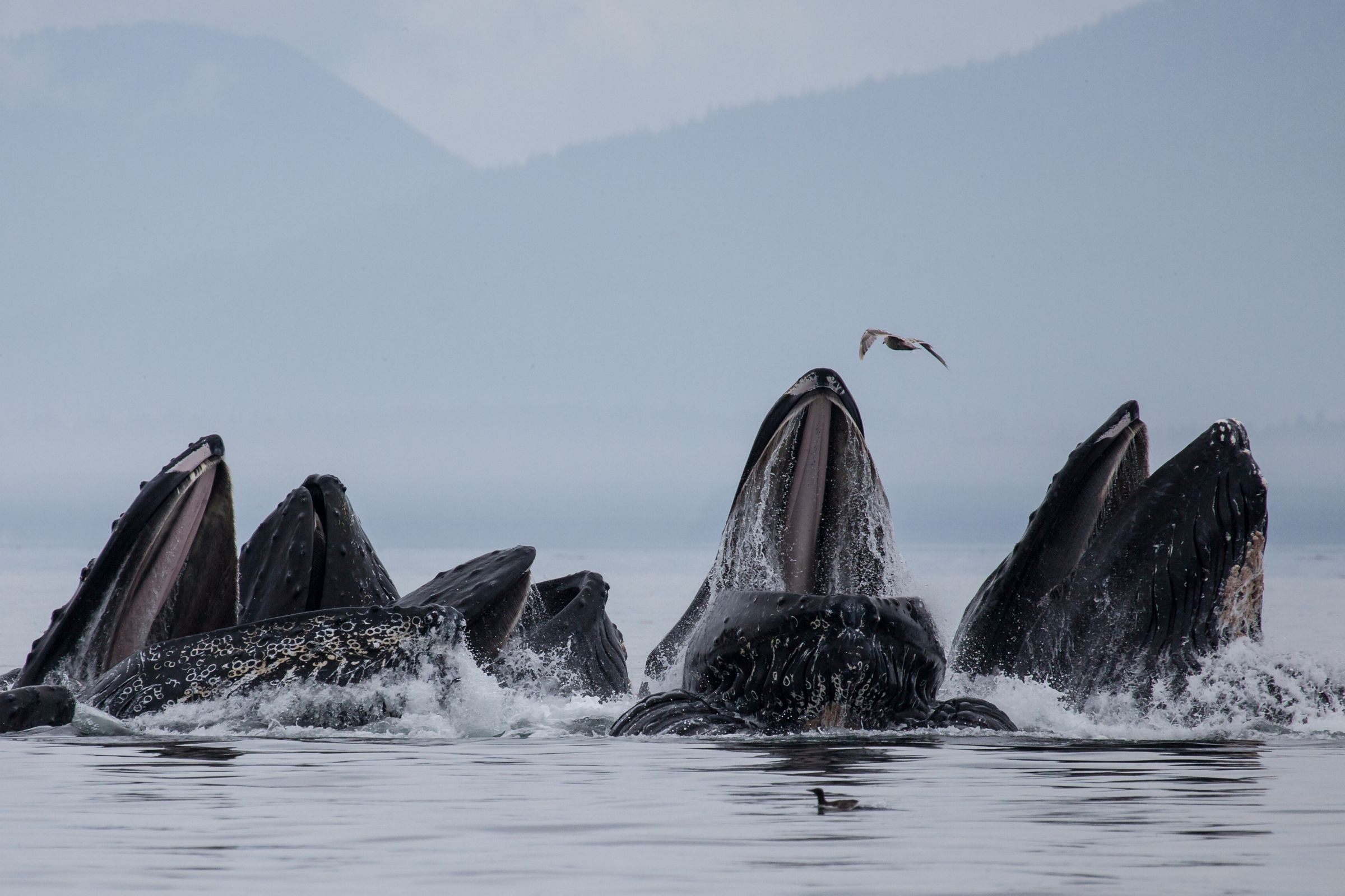 a group of whale with their mouth opened and partially out of the water