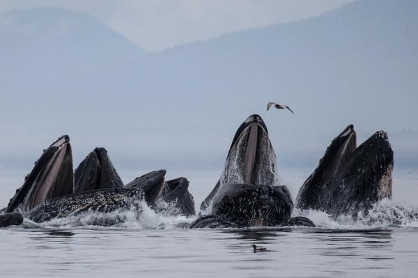 un grupo de ballenas con la boca abierta fuera del agua