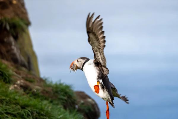 a puffin is flying over a grassy hill with a fish in its beak