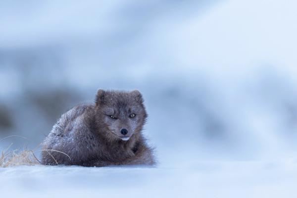 Arctic fox in Iceland
