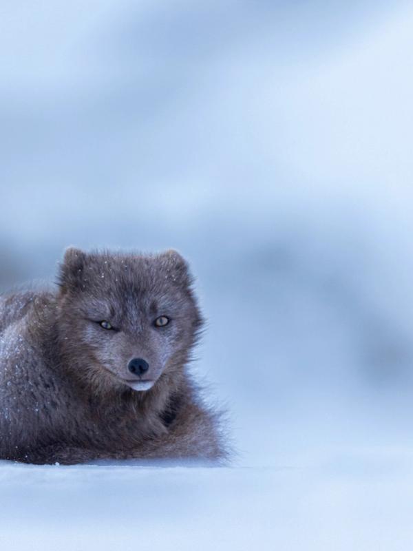 A brown-grey arctic fox lies in the snow, looking directly at the viewer with one eye squinted.