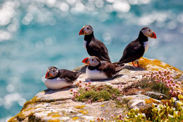 a group of puffins sitting on top of a rock near the ocean .