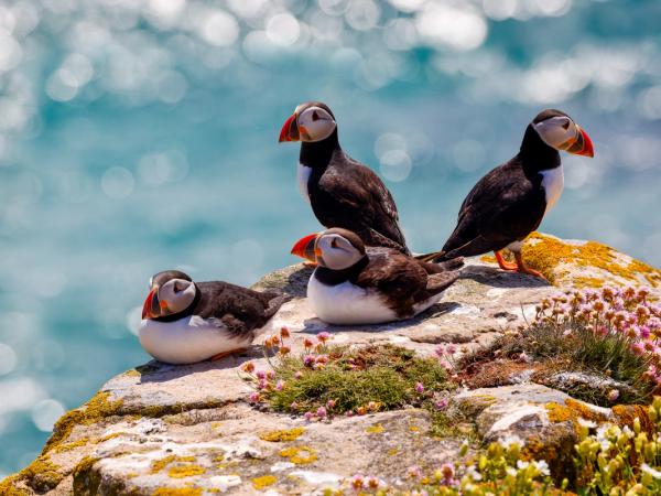 a group of puffins on a rock in a sunny day