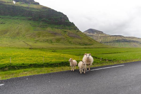 Animals on the road White sheep on a road in iceland