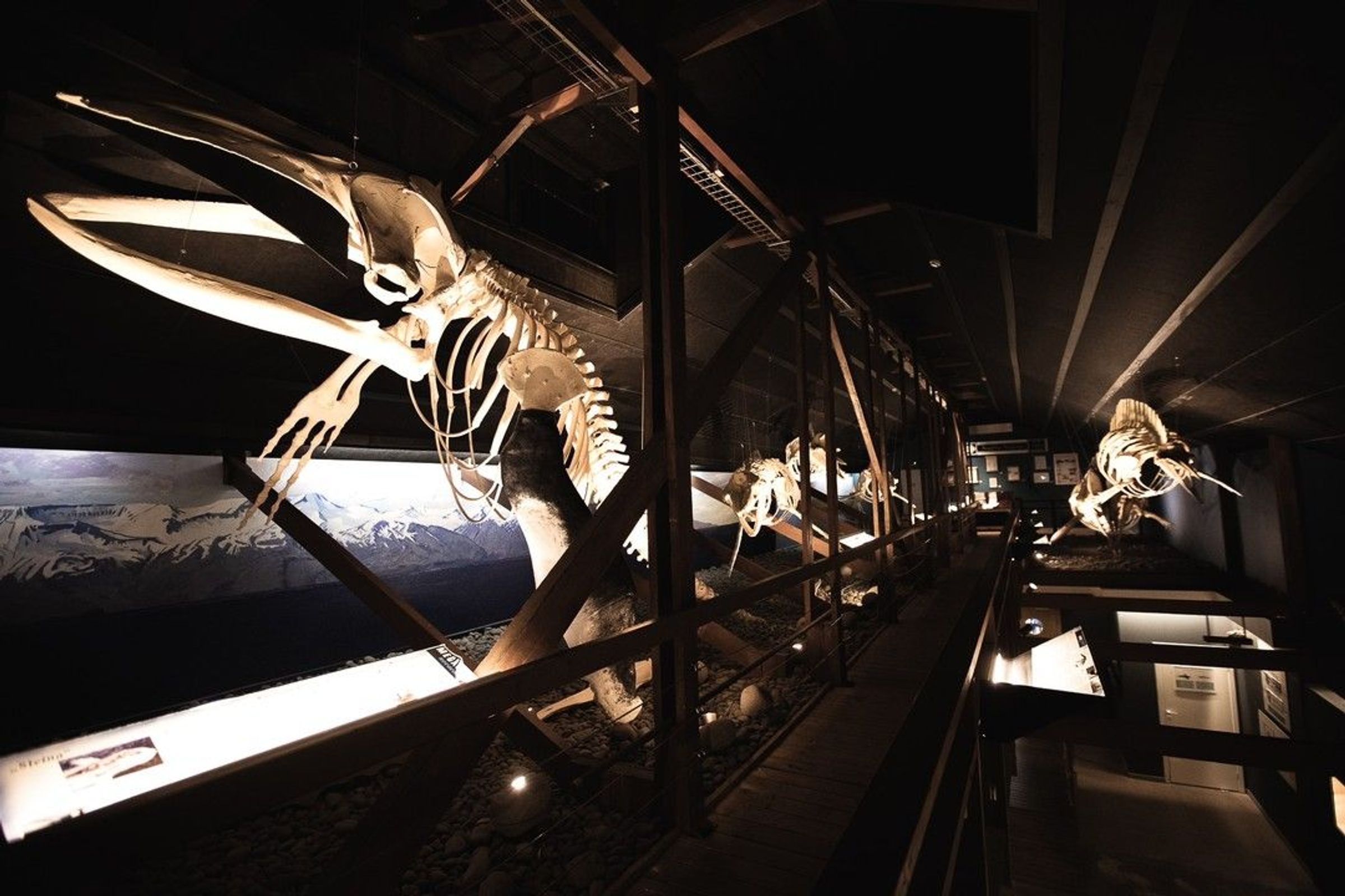 un esqueleto de ballena está en exhibición en un museo.