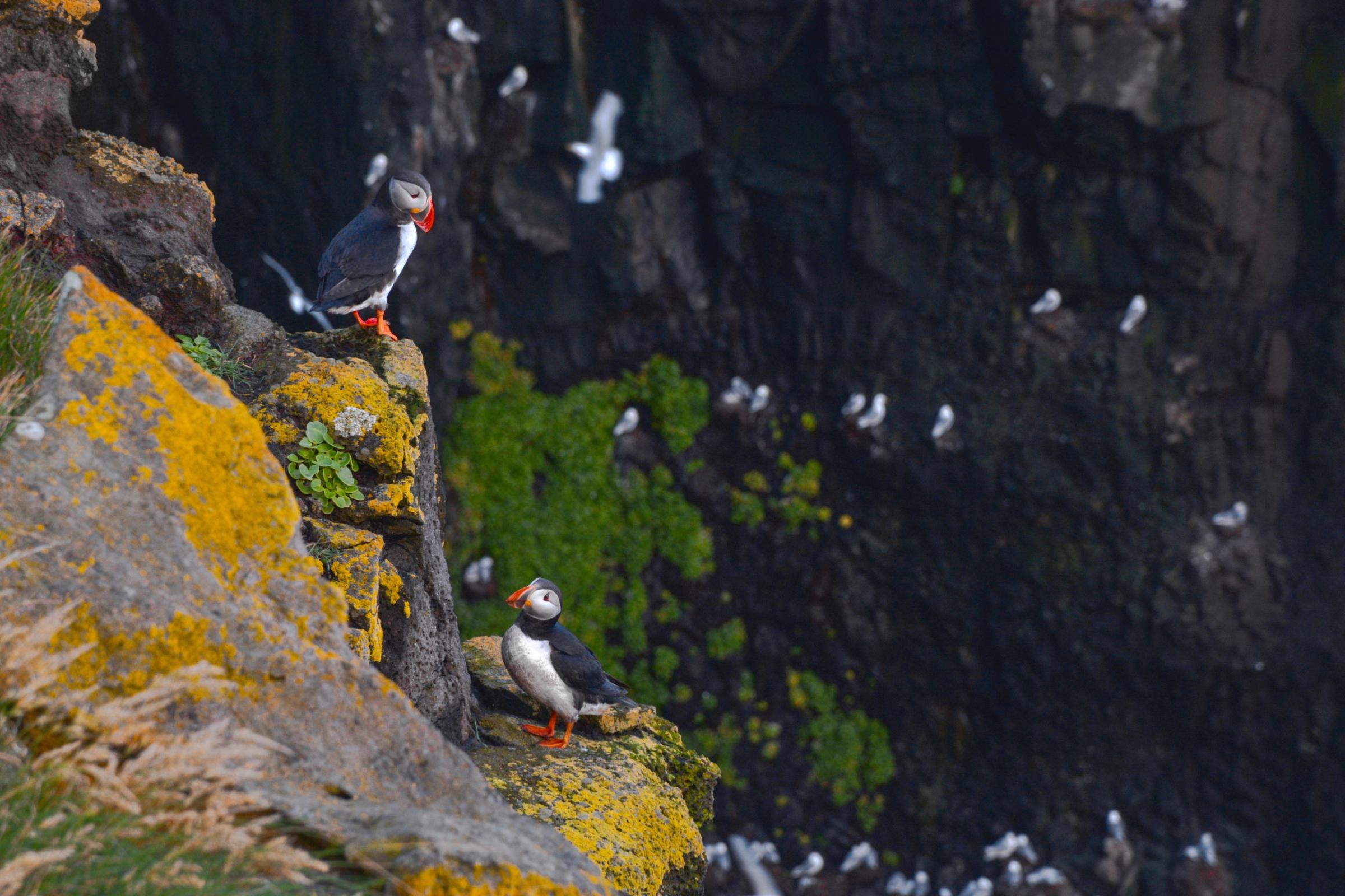 Two puffins on a yellow lichen-covered rock cliff, with other seabirds on a dark cliff face in the background.