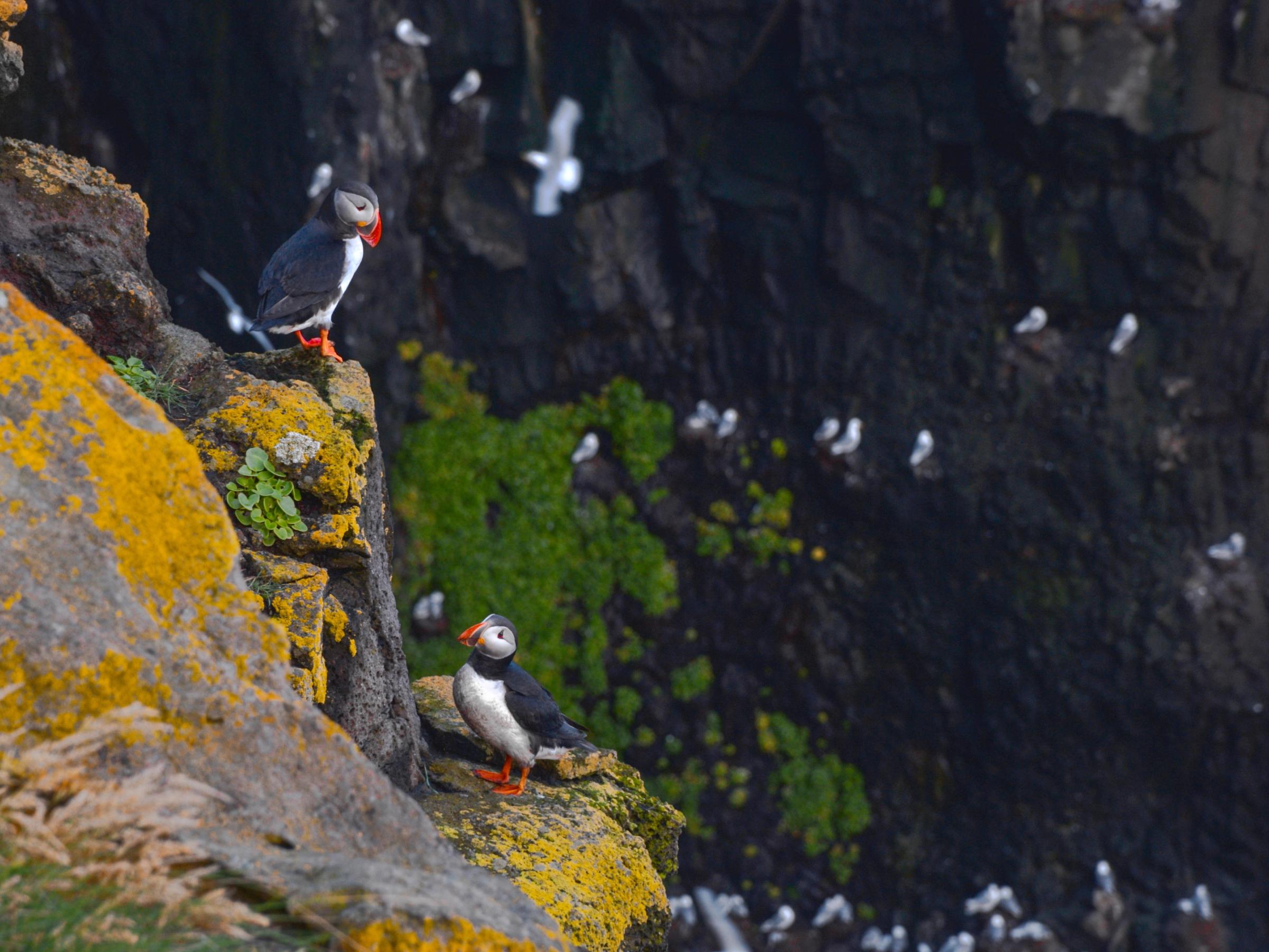 Two puffins on a yellow lichen-covered rock cliff, with other seabirds on a dark cliff face in the background.