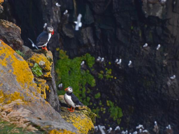 Two puffins on a yellow lichen-covered rock cliff, with other seabirds on a dark cliff face in the background.