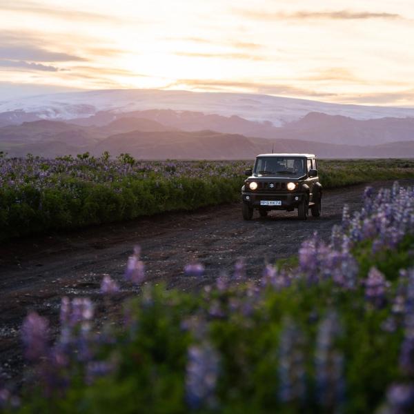 4x4 en un campo de lavandas en Islandia