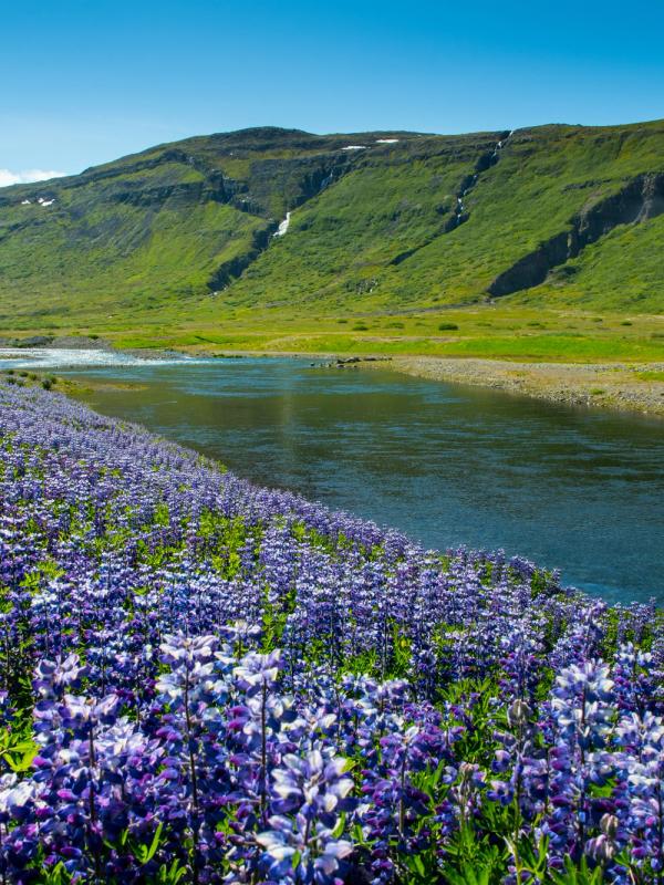 a field of purple flowers along a river with mountains in the background .