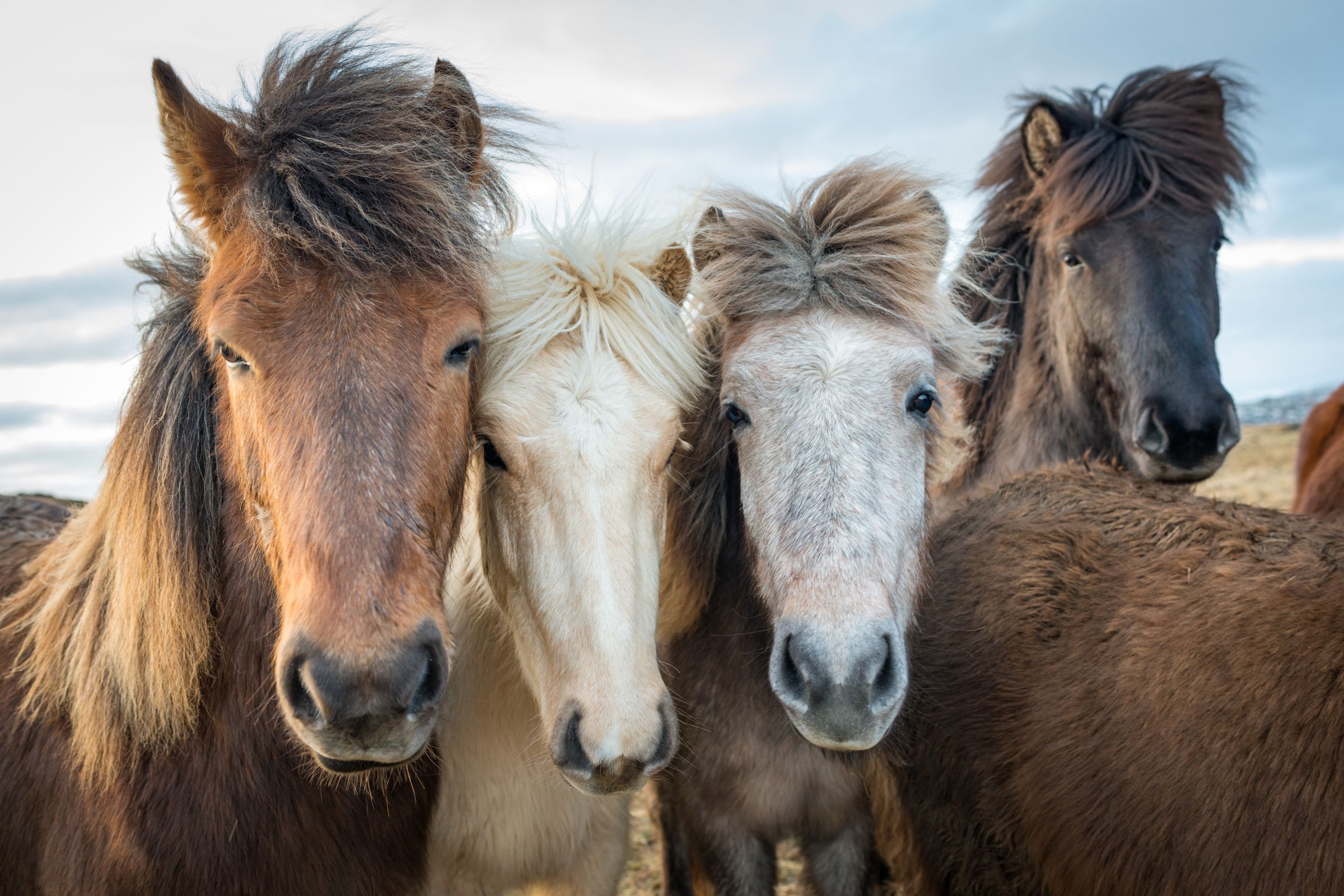 a group of horses are standing next to each other and looking at the camera in iceland.