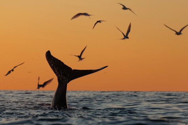a humpback whale is swimming in the ocean surrounded by birds at sunset .