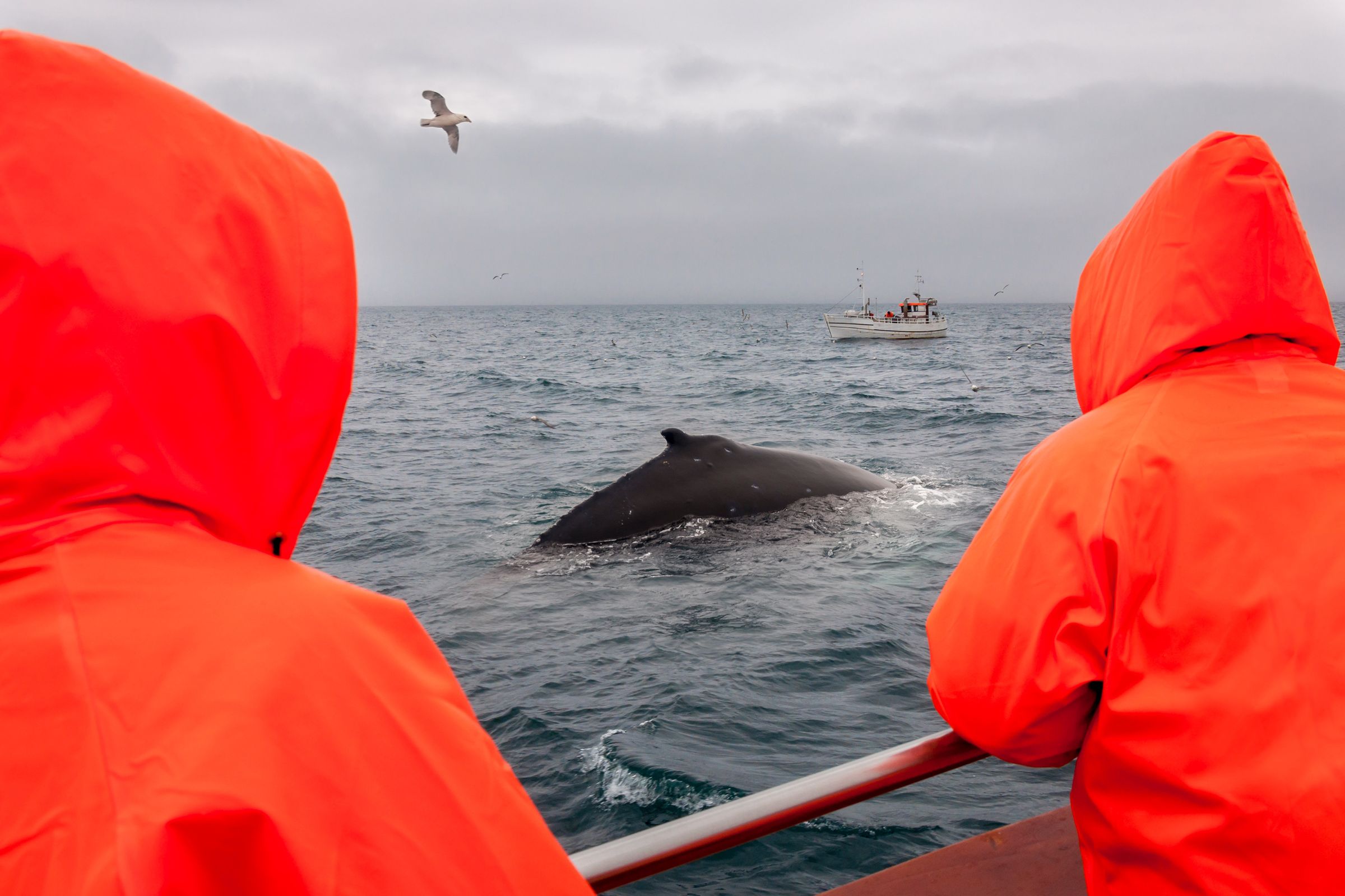 two people in orange jackets are looking at a humpback whale in the ocean .