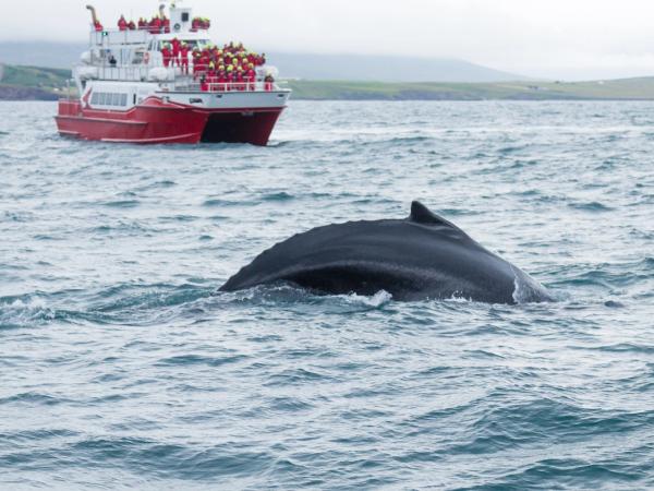 a whale coming out of the water with a red boat on the background
